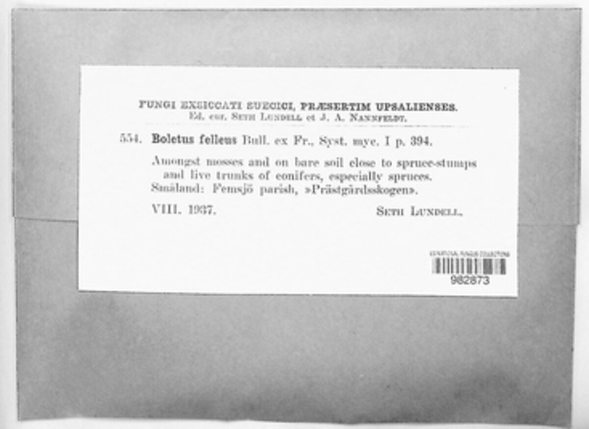 Tylopilus image